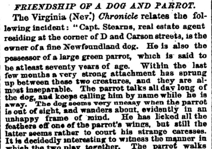 In 1875 a dog and parrot in Nevada were almost inseparable friends. The parrot talked all day long to the dog and was fond of walking along the dog's back. The dog walked around in "an unhappy frame of mind" when the bird was not in sight.