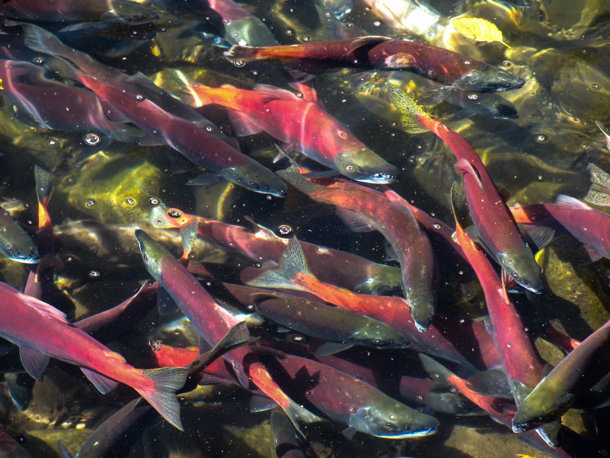 Snake River salmon are essential for PNW Tribes, jobs, & our identity. Now, some species are on the verge of extinction. Inaction is the ally of extinction. @GovInslee & @PattyMurray need to listen to Tribes & SaveOurSalmon before it's too late.