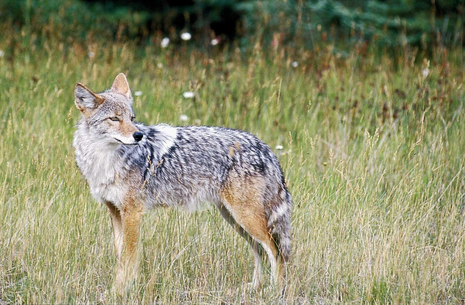 East Haddam woman fights coyote off with pitchfork, aided by donkey