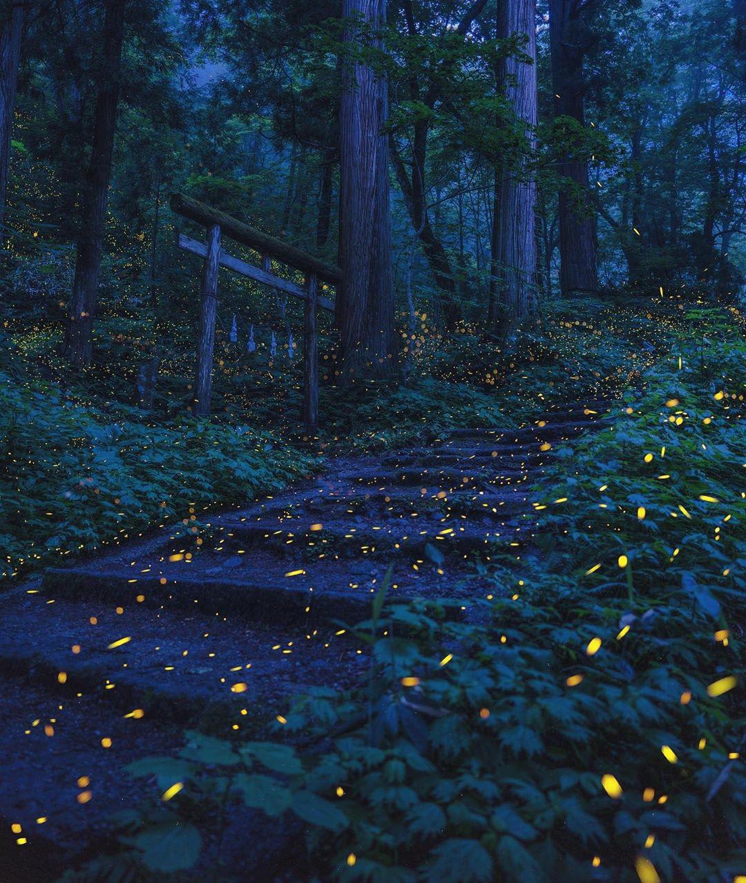 Long-exposure picture of fireflies at night in a forest near Nagano (Japan)