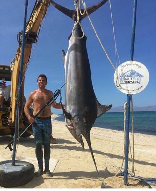 My late cousin Benny with the 450+ lb marlin he caught *spearfishing* while he was diving for abalone in Baja CA about 5-6 years ago. It dragged my cousin for 2 miles before giving up. I thought I lost the photo when my old phone broke, so I was so happy I was able to retrieve it.