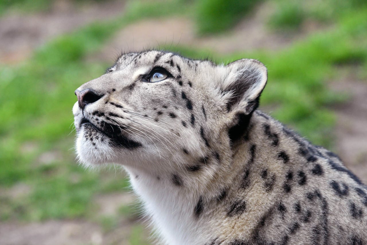 Snow Leopard Gazing at Brookfield Zoo