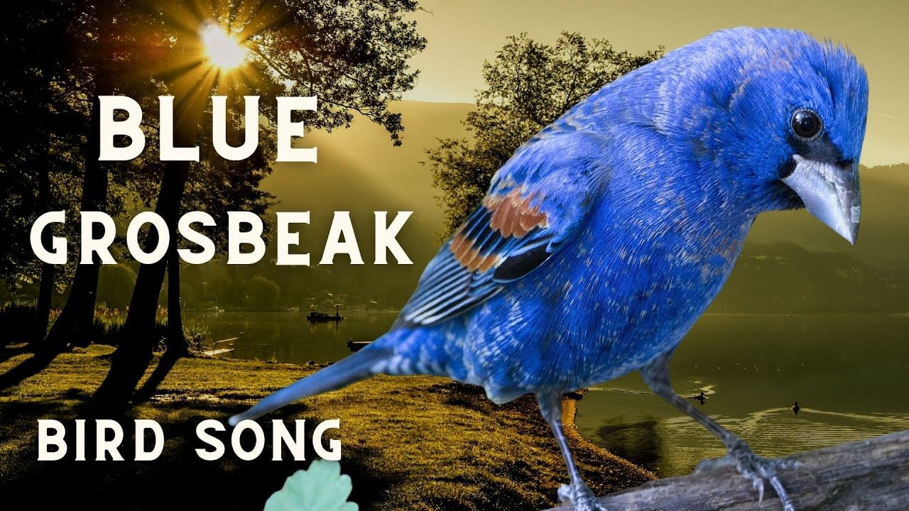 Blue Grosbeak Bird Song, Bird Call, Bird Sound, Bird Calling Chirps, Listen Birds Chirping Melody