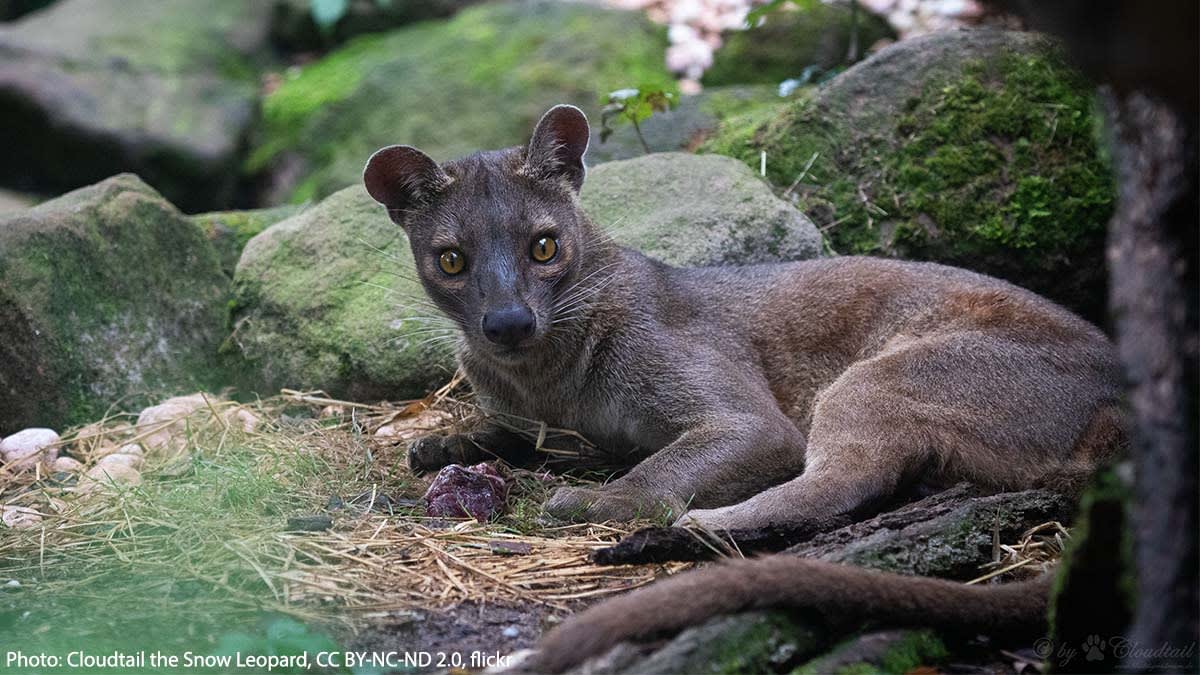 Meet the largest carnivore on Madagascar: the fossa. It uses its long tail for balance when chasing prey through the trees. Don't make this mammal angry: when aggravated, it releases a pungent odor from its scent glands. It also uses scent to mark its territory.