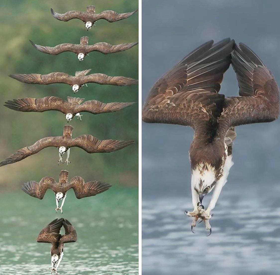 Osprey catching his prey