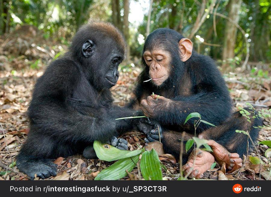 Just a baby chimpanzee and a baby gorilla being bros