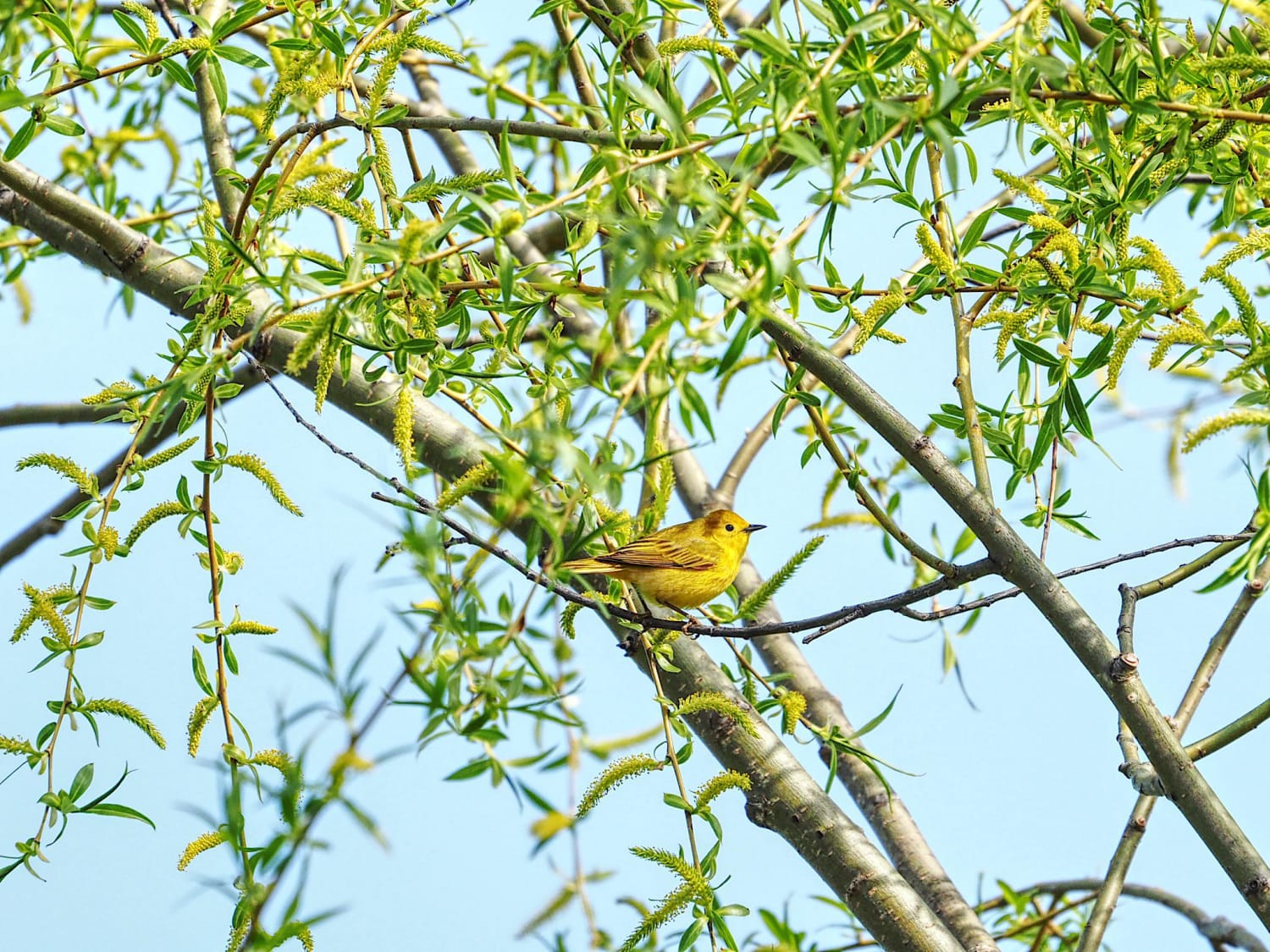 So much joy from one little bird: the Yellow Warbler.