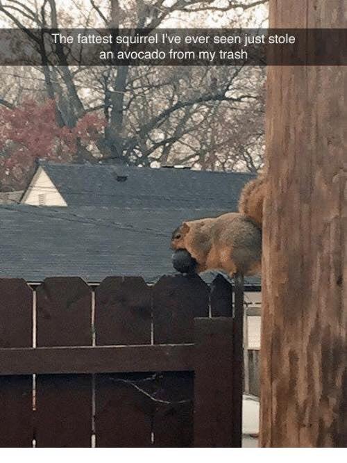 The fattest squirrel I’ve ever seen just stole an avocado from my trash