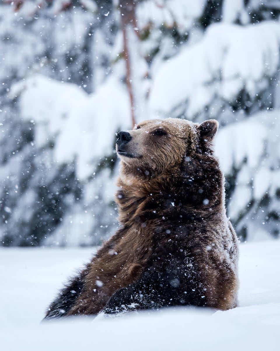 : Cigdem Uzun Scouting the territory. When the snow starts piling and temperatures drop, grizzly bears begin preparing their dens for winter hibernation. This Grizzly, however, is choosing to check out his snowy surroundings.