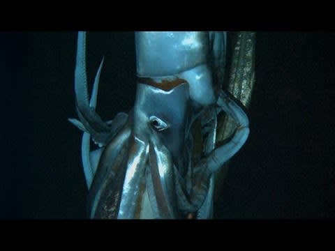 Discovering the Giant Squid | Curiosity