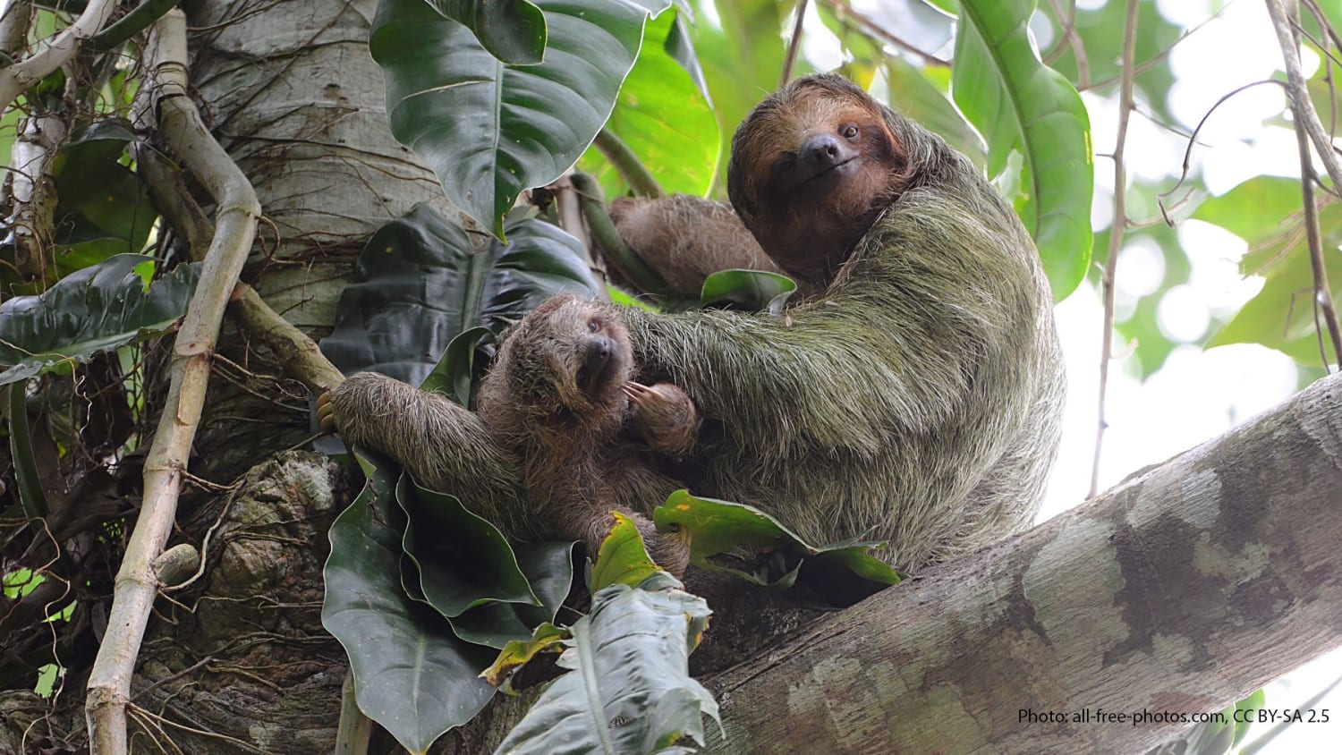 Let’s talk sloth camouflage! #DYK? These slow-moving animals can be hard to spot in treetops because they're covered in green algae which helps hide them from jaguars & eagles. Tiny grooves in sloth hair provide a cozy home for the algae & is passed from mother to infant.