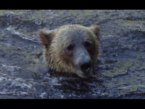 Unusual Grizzly Bear Hunting Technique | Nature's Great Events w/ Attenborough | BBC Earth