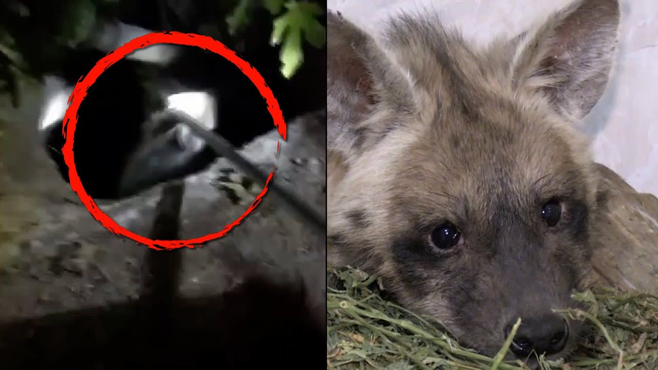 Hyena Cub Gets Stuck in a Well in Turkey