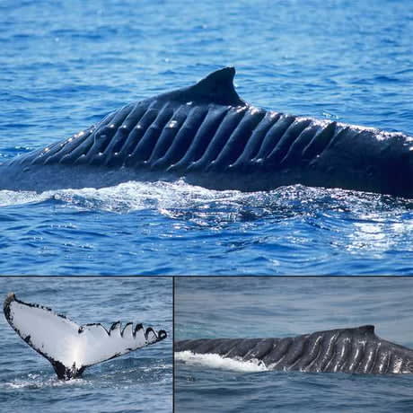 This whale is named Blade Runner because she survived being cut up by a boat propeller in 2001