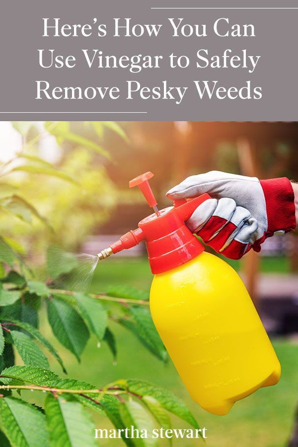Here's How You Can Use Vinegar to Safely Remove Pesky Weeds