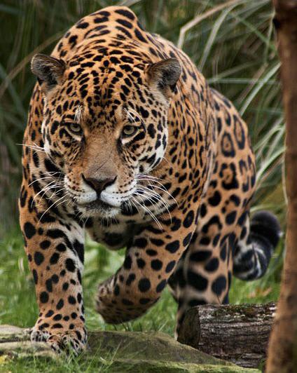 Chonky Jaguar