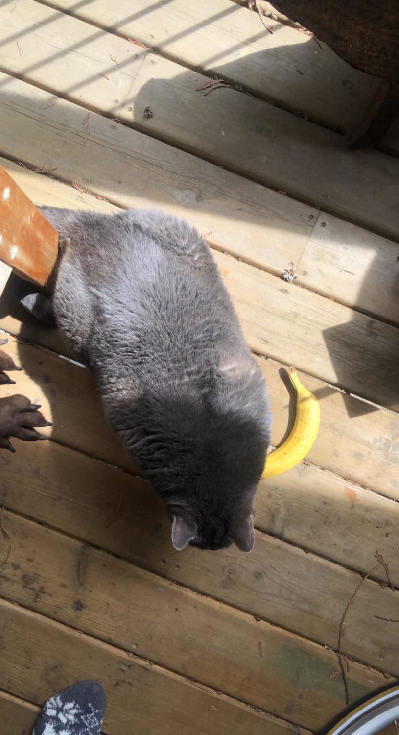 My dads recently adopted cat. He’s already lost a few pounds! (Banana for scale). ✨ What a majestic chonk.
