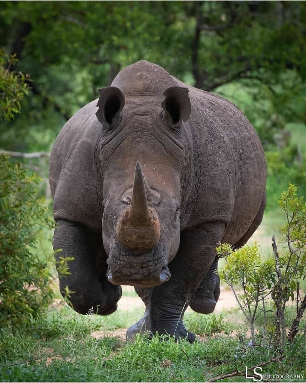 Самое сильное животное. Африканский носорог. Носорожек Рэй. Двурогий носорог. Огромный носорог.