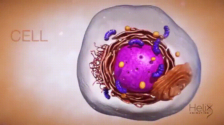 Zoom in from cell to DNA