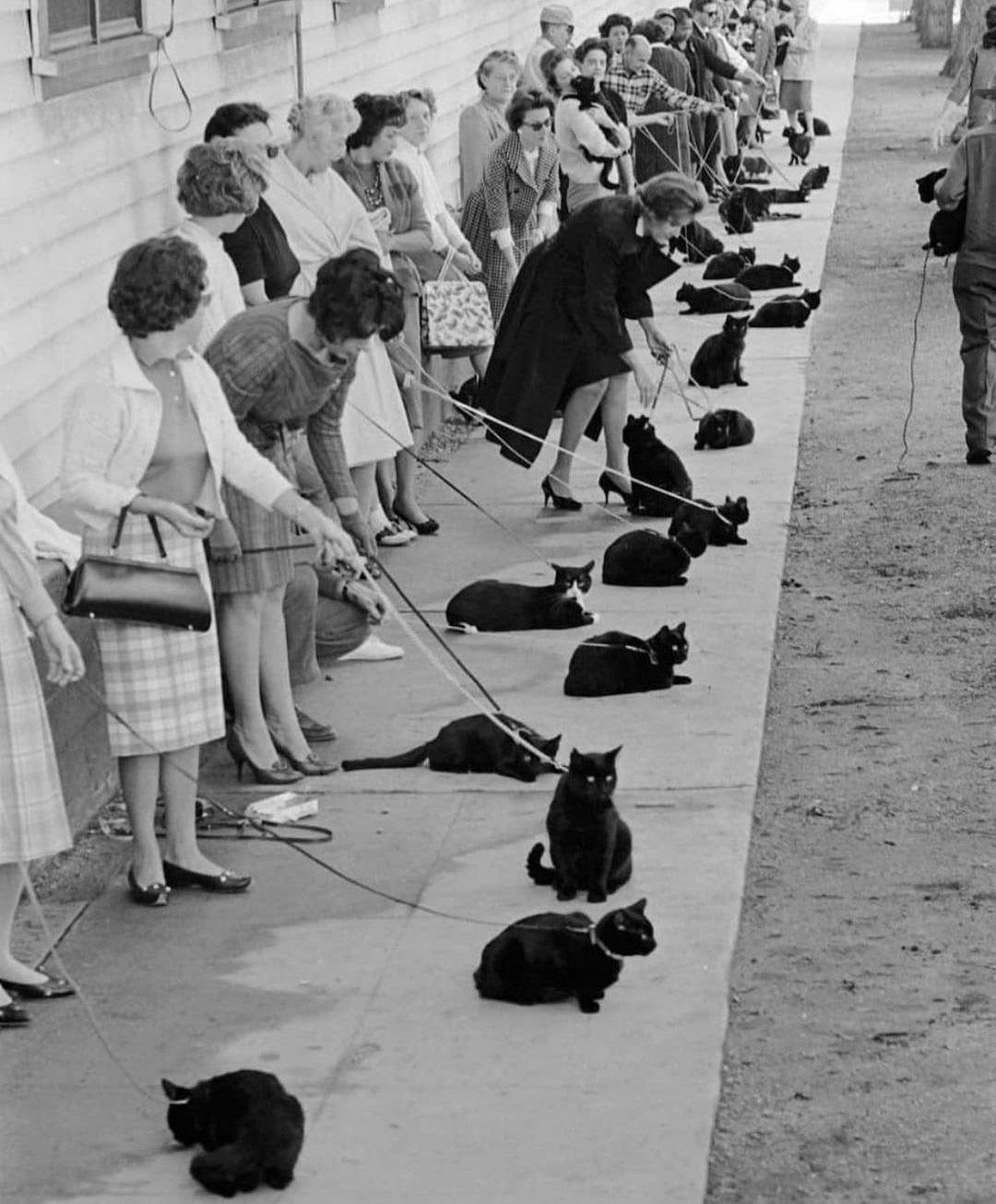 "Black Cat Auditions Photographed for Time Magazine in 1961" ‍⬛