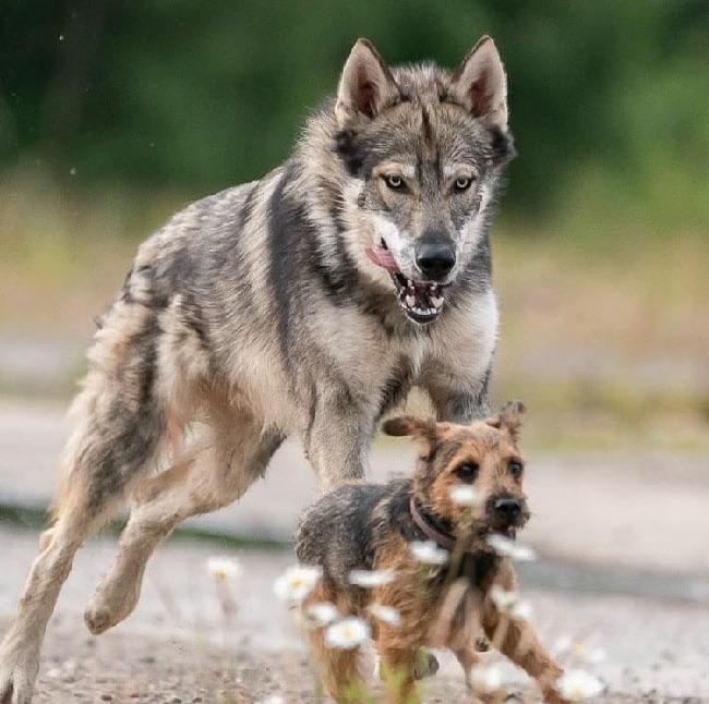The Tamaskan is a dog breed that looks like a wolf but with zero wolf blood. It is a happy and friendly pet. No terriers were eaten in the making of this post.
