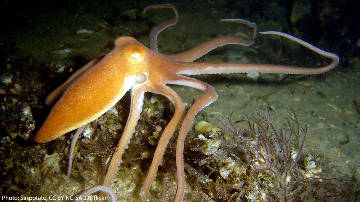 While most octopuses camouflage themselves in the face of danger, the sand octopus buries itself beneath the surface. Unlike many of its relatives, this inhabitant of southern Australian and Tasmanian waters is unable to blend in with its surroundings.