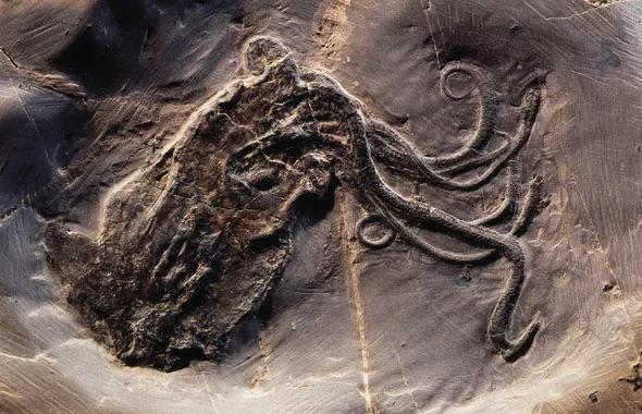 Incredibly rare fossil of an octopus found in France, 1982. Because of an Octopus soft-tissue paleontologists seldom find any fossils of them. This one is 165 million yrs old.