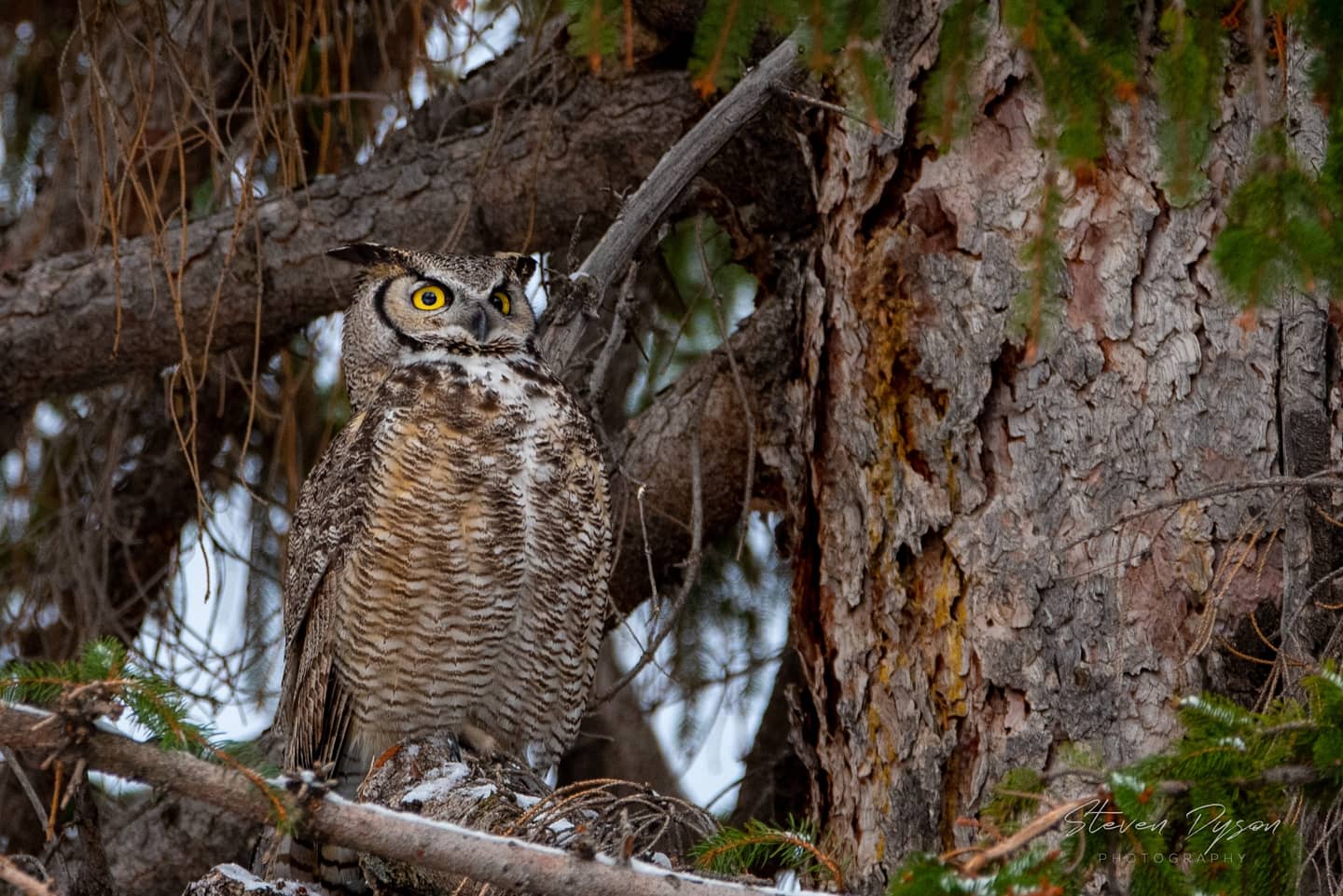 A Superb Great Horned Owl - Startled Awake by a Noisy Squirrel