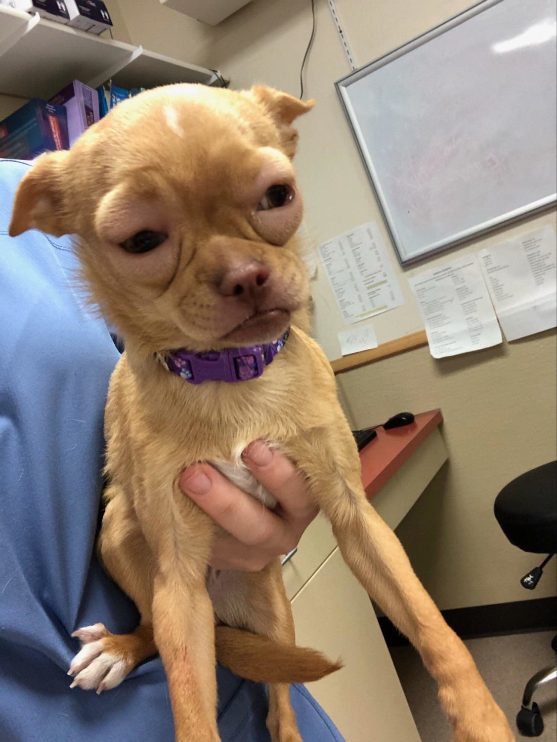 PsBattle: This dog who had an allergic reaction while at the vet