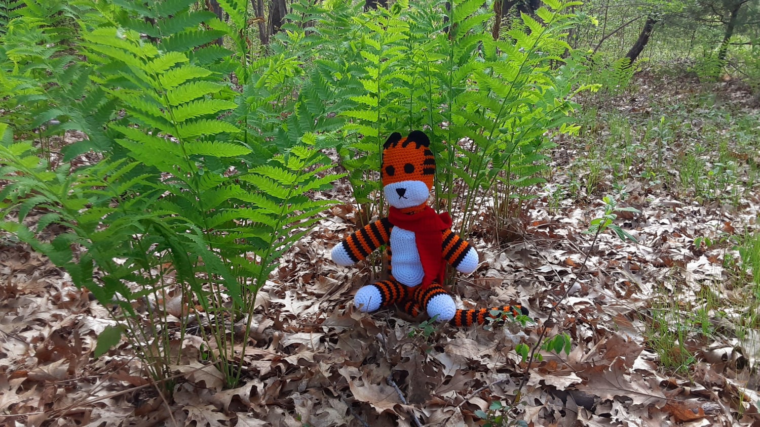 Tiger spotted amongst the ferns today... Rumford, RI