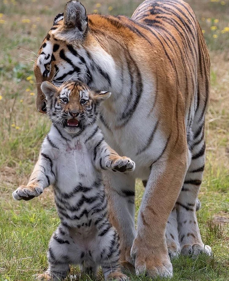 PsBattle: Mommy tiger lifting up her cub.
