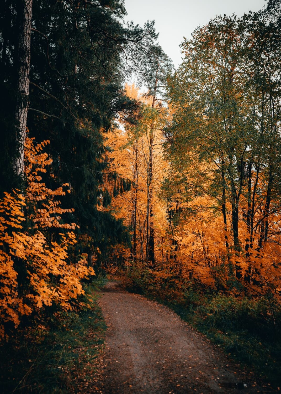 Autumn by Daniel Salisbury