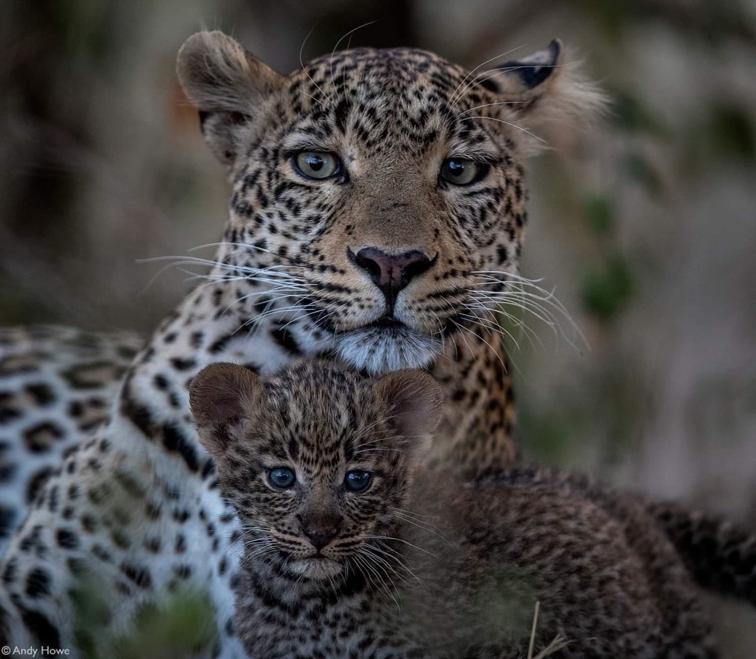 Cute leopard cub with mum - credit: Andy Howe