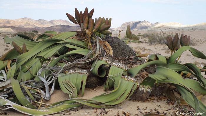 Welwitschia, A plant with Two Leaves that Never Fall off and Keep Growing for Over 1000 years.