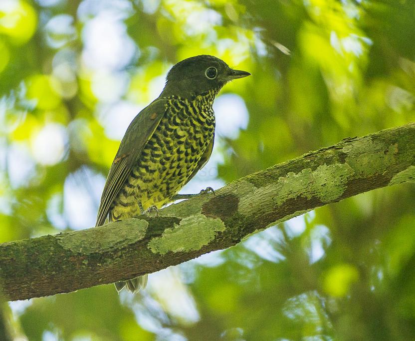 The Elegant Mourner, a near threatened species, is found in the Atlantic forest in eastern Brazil. It forages in the forest canopy, where it spends long periods of time motionless. The female (in the image below) is copiously barred with spots on its underparts and has an olive cap on its head.