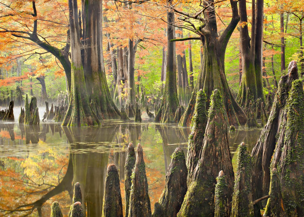 Fall colors grace the trees and cypress knees of the bayou Dale Bumpers White River National Wildlife Refuge. Pic by Rita Szabo (https://t.co/7u0uZGuWtK) Arkansas 🍂🍂🍂🍂