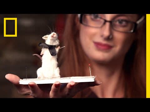 Dead Mice Get Second "Life" | National Geographic