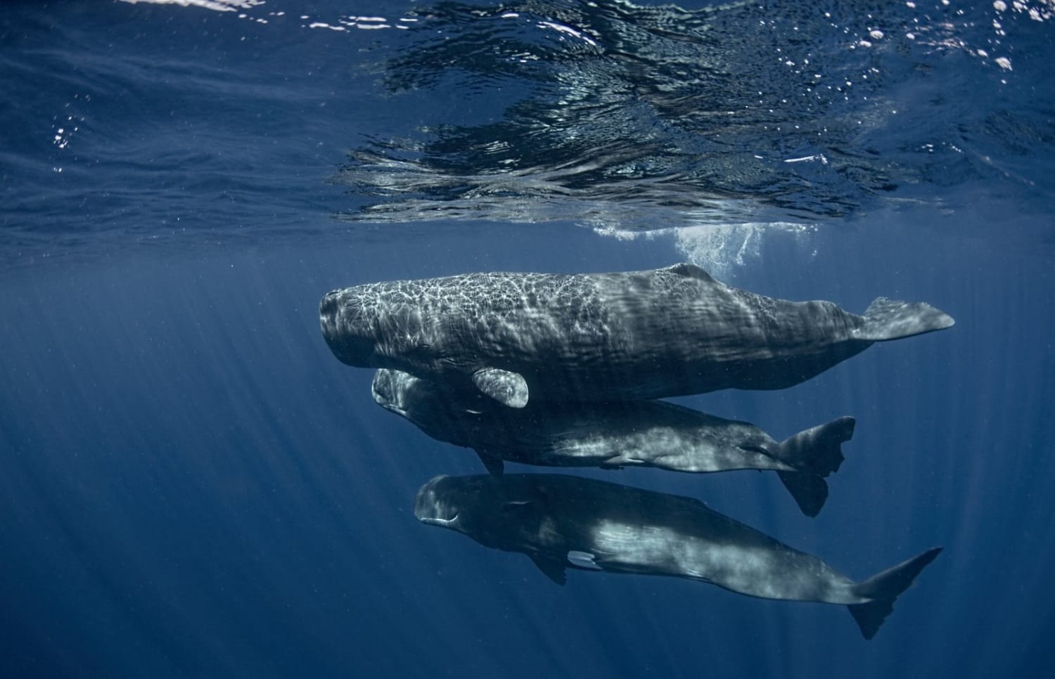 An ambitious project is attempting to interpret sperm whale clicks with artificial intelligence, then talk back to them