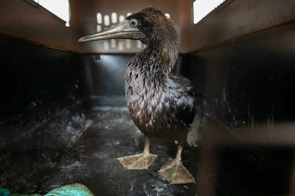 This poor cormorant is covered in oil. Vets at a Lima zoo are racing to save dozens of seabirds after 6,000 barrels spilled off Peru's coast in the aftermath of the Tonga tsunami. Read more: https://t.co/BzeiKTItns 📷: Parque de las Leyendas Zoo/AFP