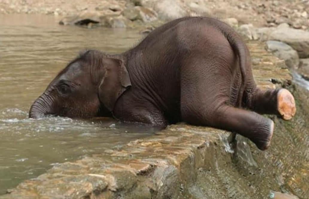 This is how baby elephants drink water. They don't learn how to use their trunks properly until they're 9-12 months old.