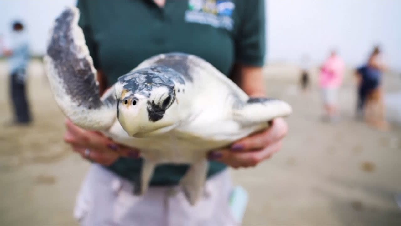 Rescued Endangered Sea Turtles Released Into Gulf of Mexico