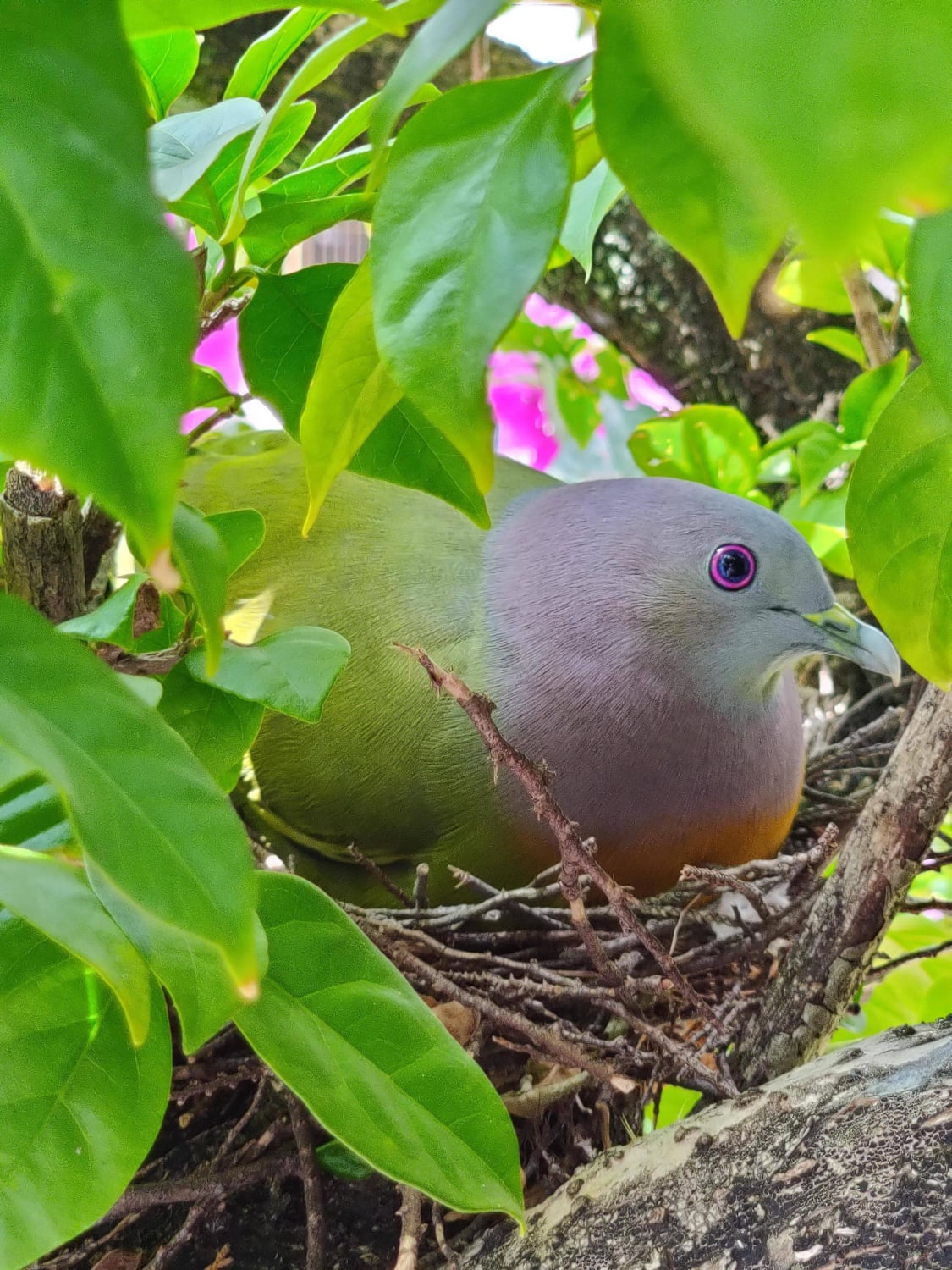 The Pink-necked Green Pigeon, locally known as Burung Punai, in Malaysia