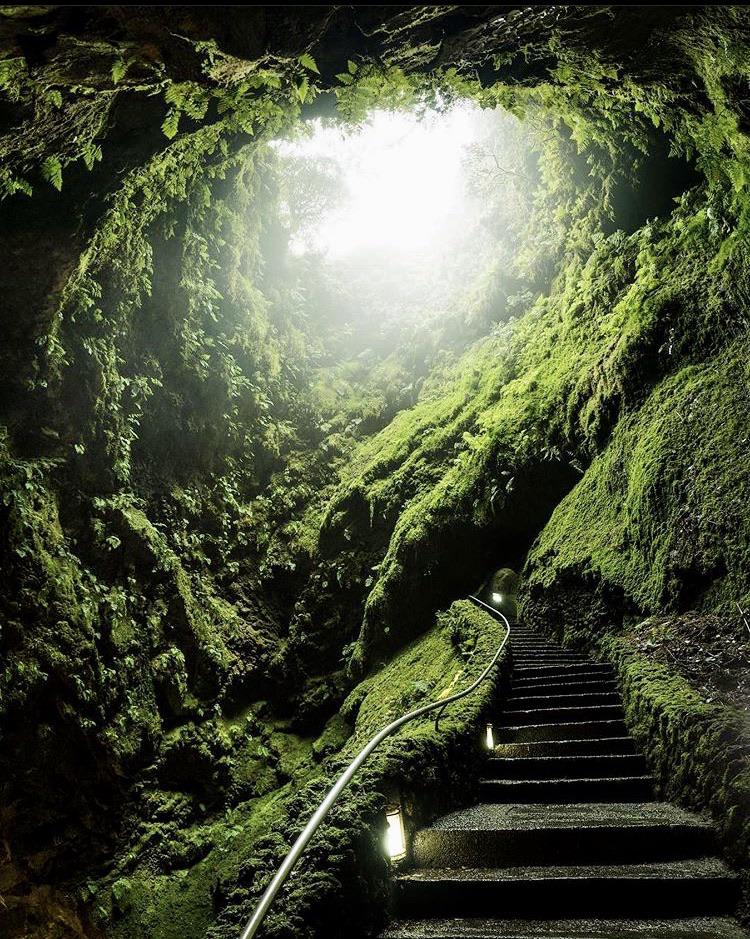 A rainforest inside a dormant volcano on Terceira Island