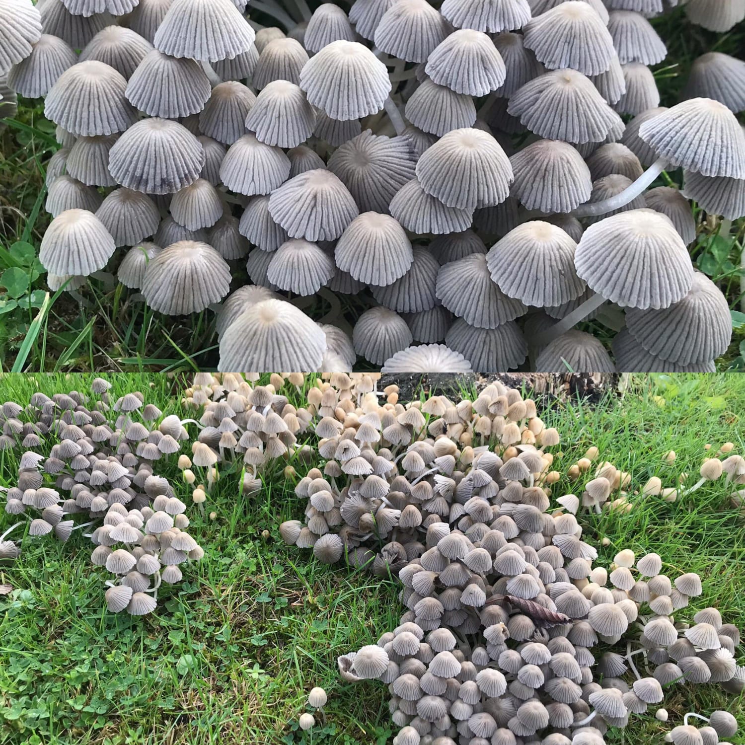 ID request please! On a long-dead stump in a lawn in the UK