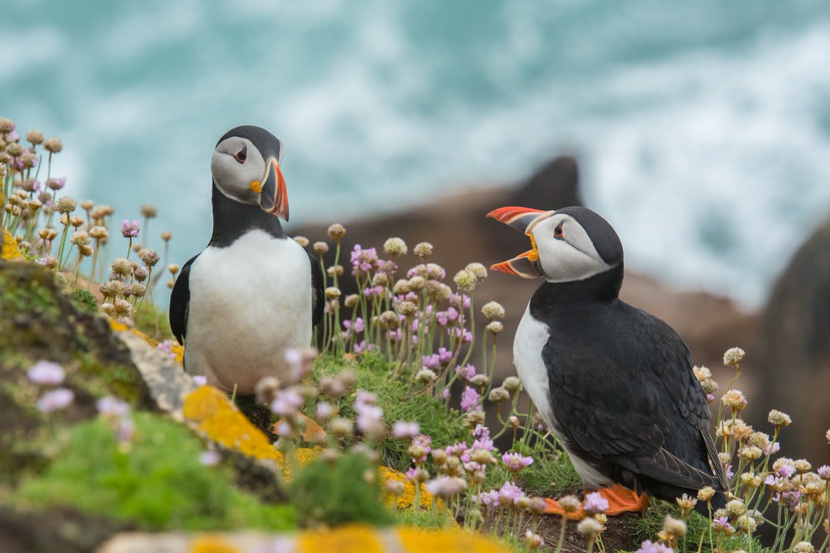 The only thing better than a puffin? TWO PUFFINS!