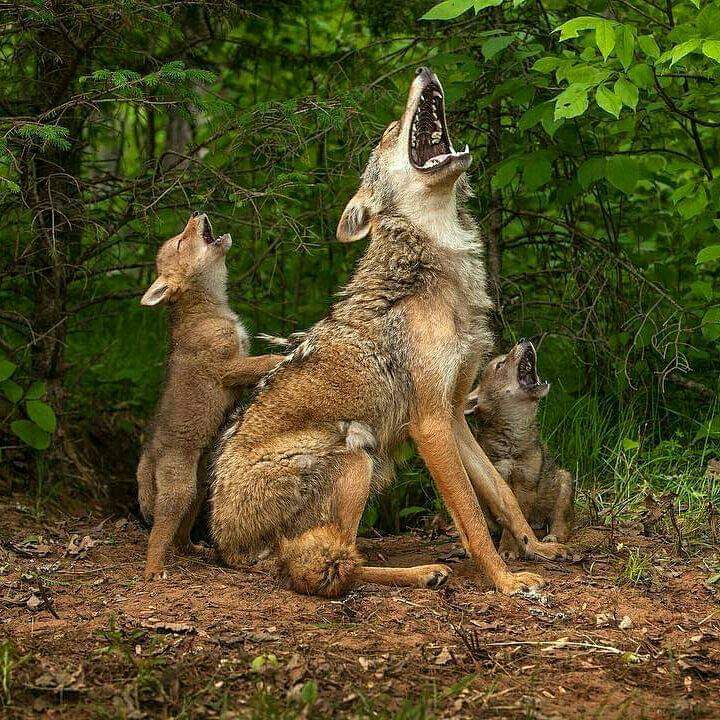 Lil coyote pups learning how to howl from their mommy.