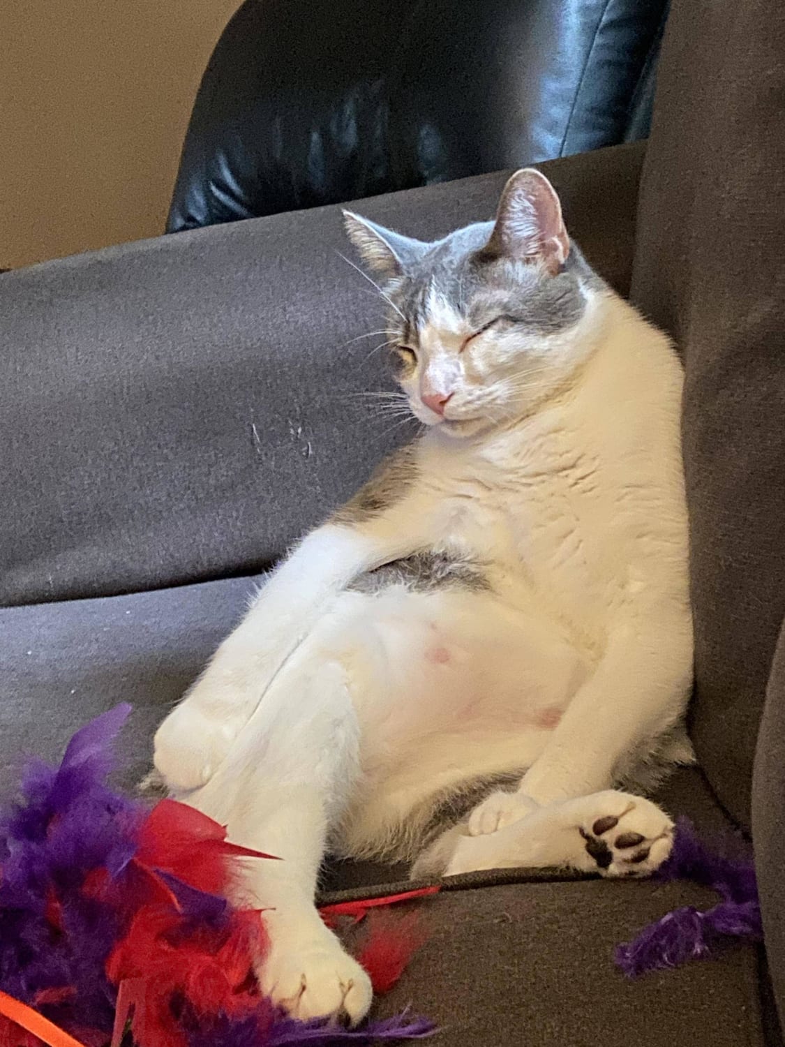 Just adopted this chonker from our local shelter, he seems to be adjusting well…