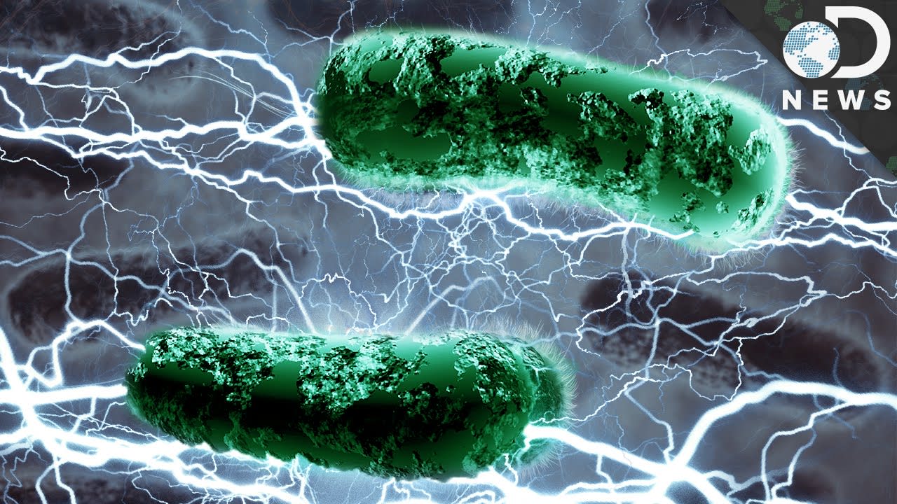 Can Bacteria Live Off Electricity?
