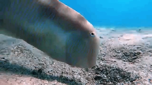 Where Do Razorfish Hide Startled Razorfish Dives For Cover Into the Seafloor