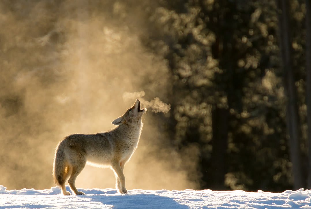 Featured is Glenn M’s submission, “Classic Coyote Howl in the Mist,” in the 2019 Wildlife Photo Contest. Submit your best shots in the 2019 Wildlife Contest! Free entry for a chance to win an African Photo Safari Trip for 2, Tamron SP 150-600mm, and more!
